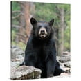 thumbnail image 1 of 40 in. Resting Bear Art Print - Vic Schendel, 1 of 1