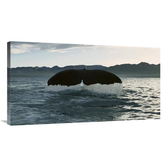 40 in. Sperm Whale Diving, New Zealand Art Print - Flip Nicklin
