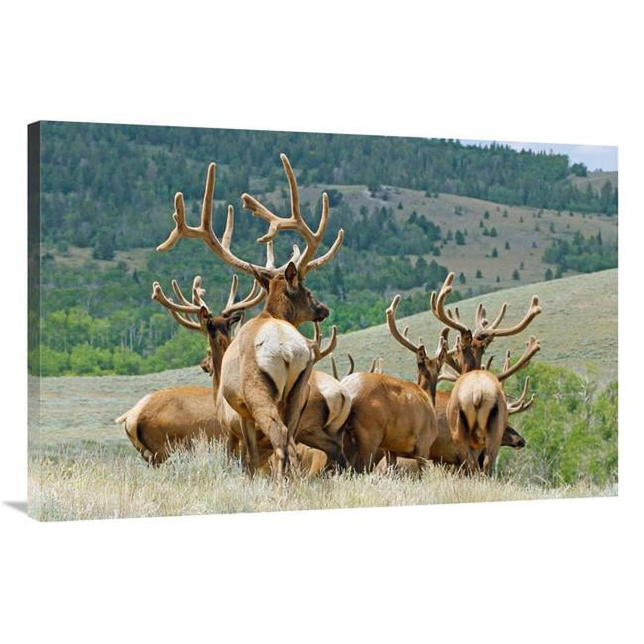40 in. The Elk Herd Art Print - Vic Schendel - Walmart.com