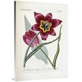 thumbnail image 1 of 40 in. Tulipa Praecox Art Print - H.G.L. Reichenbach, 1 of 1