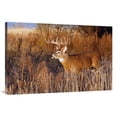 thumbnail image 1 of 40 in. Whitetail Buck Art Print - Vic Schendel, 1 of 1