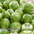 thumbnail image 1 of 400+ Catskill Brussels Sprouts Seeds | Non-GMO Fresh Vegetable Garden Seeds USA, 1 of 1