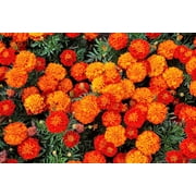 400 FRENCH MARIGOLD SPARKY Mixed Colors Calendula Orange Yellow Red Flower Seeds