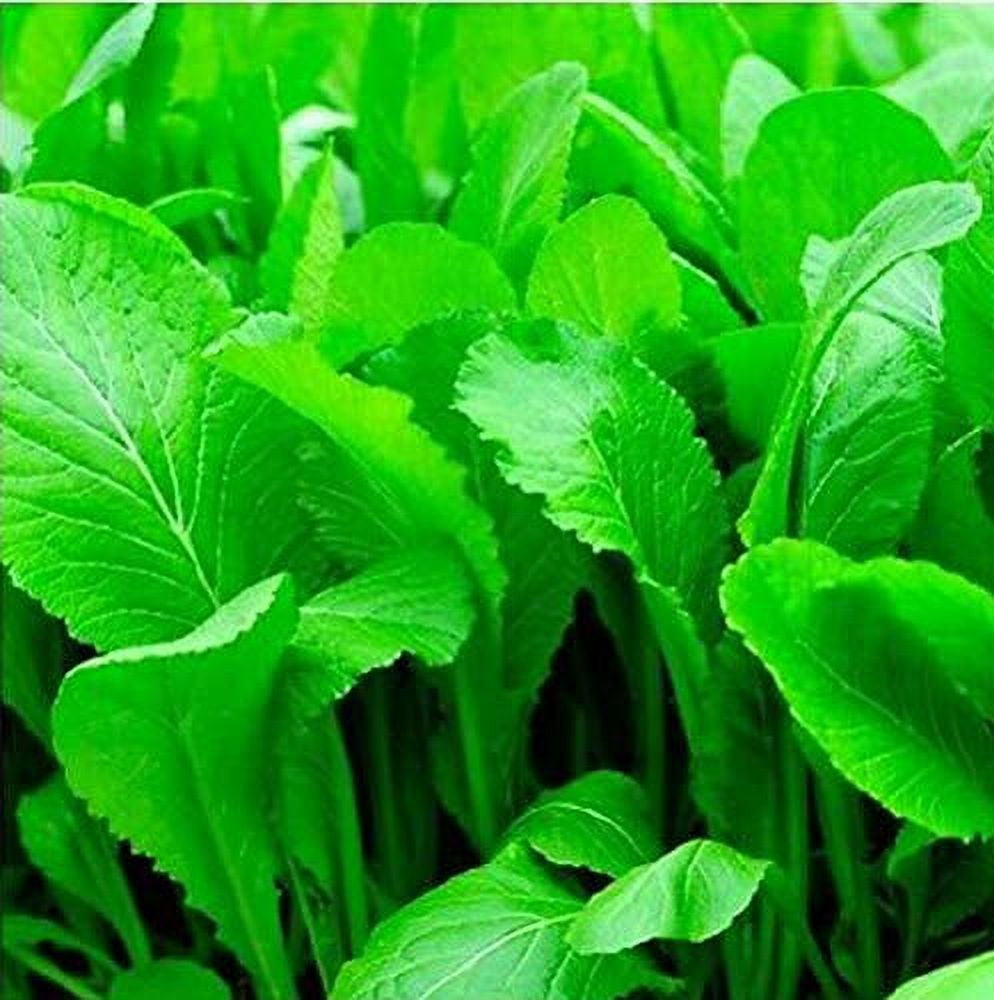 400+ Mustard Green Seeds Florida Broadleaf Vegetable Seed Non-GMO