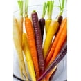 thumbnail image 1 of 400+ Rainbow Carrot Seeds | NON-GMO | Heirloom | Fresh Vegetable Seeds, 1 of 1