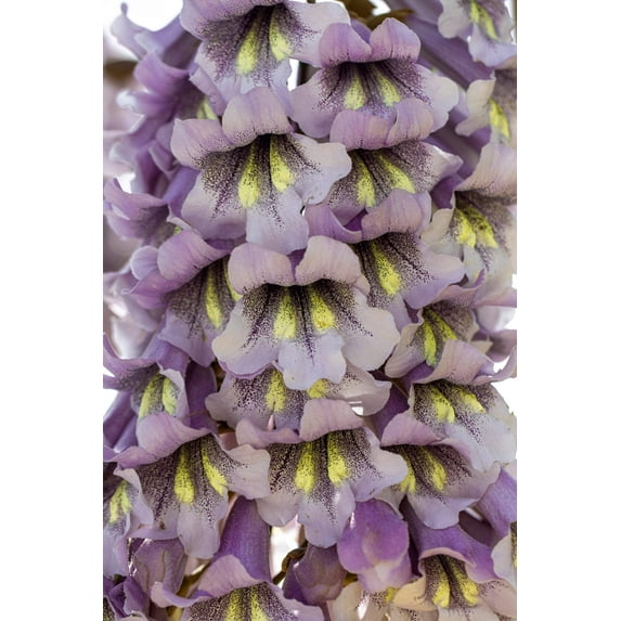 400 Royal PAULOWNIA EMPRESS TREE Tomentosa Flower Seeds