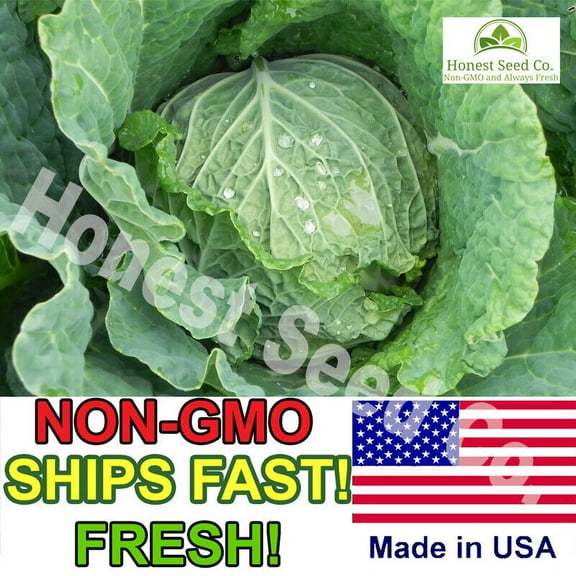 400+ Savoy Cabbage Seeds | Non-GMO | Heirloom | Fresh Garden Seeds USA