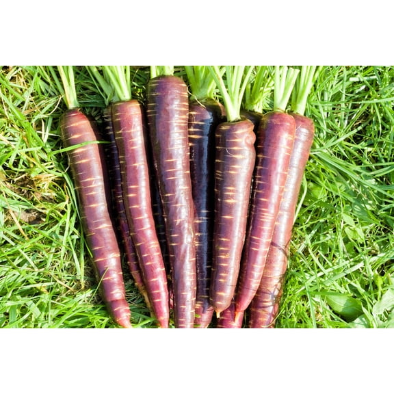 400 Seeds COSMIC PURPLE CARROT Daucus Carota Vegetable Seeds