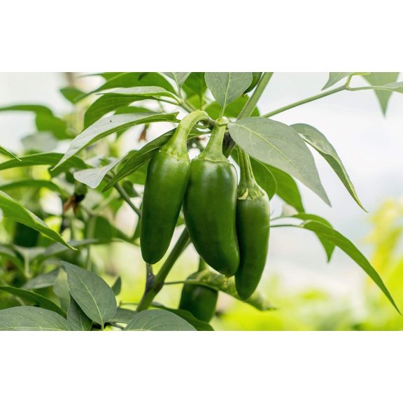 400 Seeds EARLY JALAPENO PEPPER Green Medium Hot Capsicum Annuum Mexican Chili Vegetable Seeds
