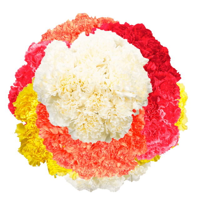 400 Stems of Assorted Color Carnations Beautiful Fresh Cut Flowers Express Delivery