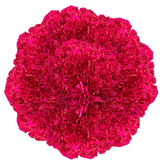 400 Stems of Purple Carnations- Beautiful Fresh Cut Flowers- Express Delivery