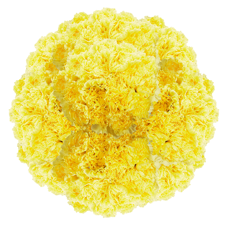 Fresh Cut Yellow Carnations - 25 Stems, Long Lasting, Includes Free Vase