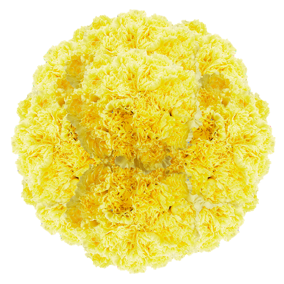 400 Stems of Yellow Carnations- Beautiful Fresh Cut Flowers- Express Delivery