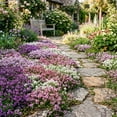 thumbnail image 1 of 4000 Creeping Thyme Mix Seeds, Outdoor Ground Cover, Mixed Variety Thyme for Garden, 1 of 5