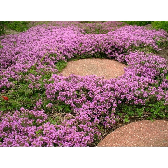 4000 Creeping Thyme Seeds for Planting, Thymus Serpyllum Ground Cover Herb Seeds for Garden Growing