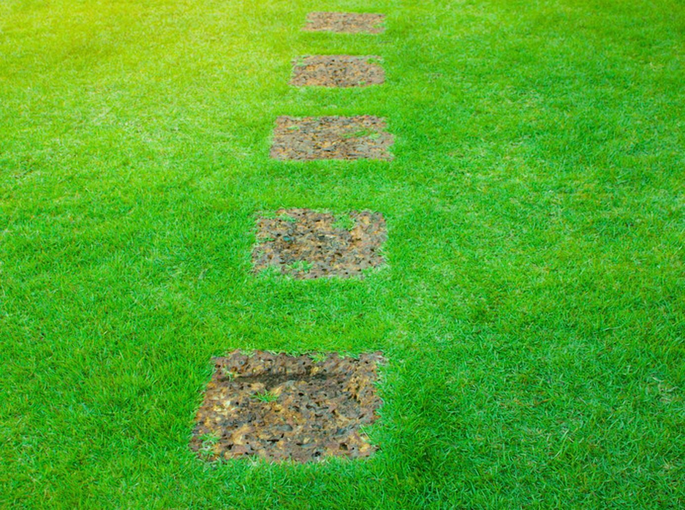 4000 Emerald Zoysia Grass Seeds Zenith Zoysia Grass Seeds For Planting,  Lawn Grass Groundcover Seed Ornamental Grass Seed, image size:1386x1032