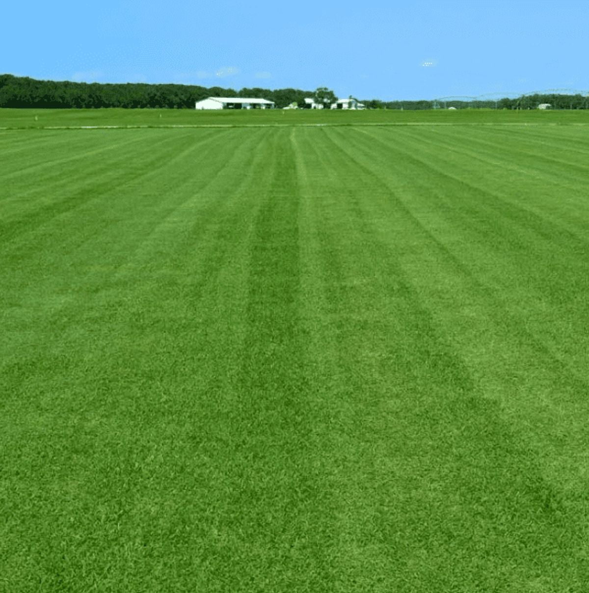 4000 Seeds Emerald Zoysia Grass Seeds for Planting, Zenith Zoysia Seeds for Lawn, Easy to Grow