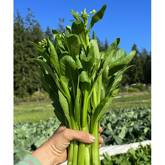 4000+ Yu Choy Sum Seeds Premium Non-GMO Heirloom, Fast Growing, Heat & Cold Tolerant, High Yield Asian Green Vegetable Seeds for Planting by Mai's Family