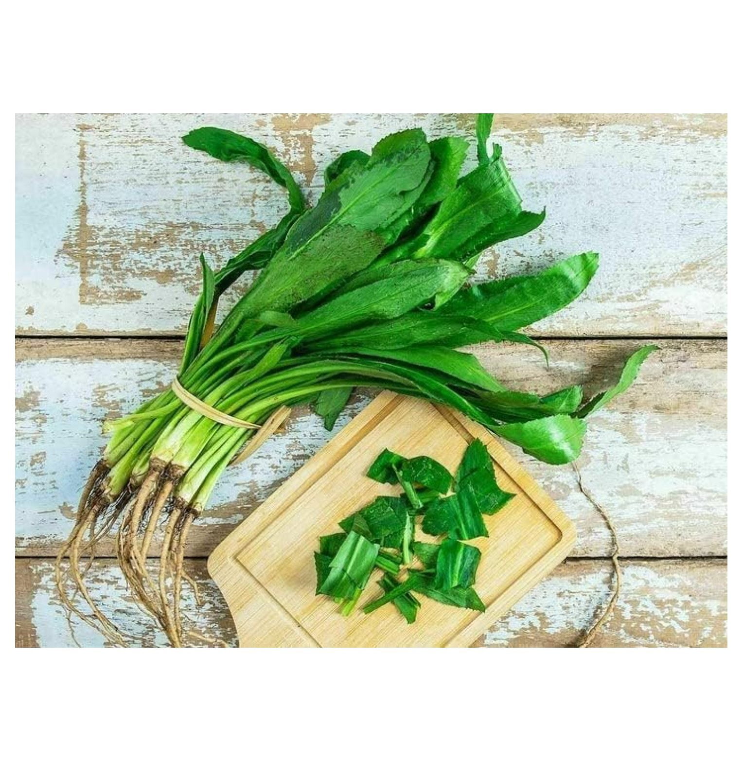 4000 culantro Seeds NGO GAI Sawtoothfitweed, spiritweed, Stinkweed