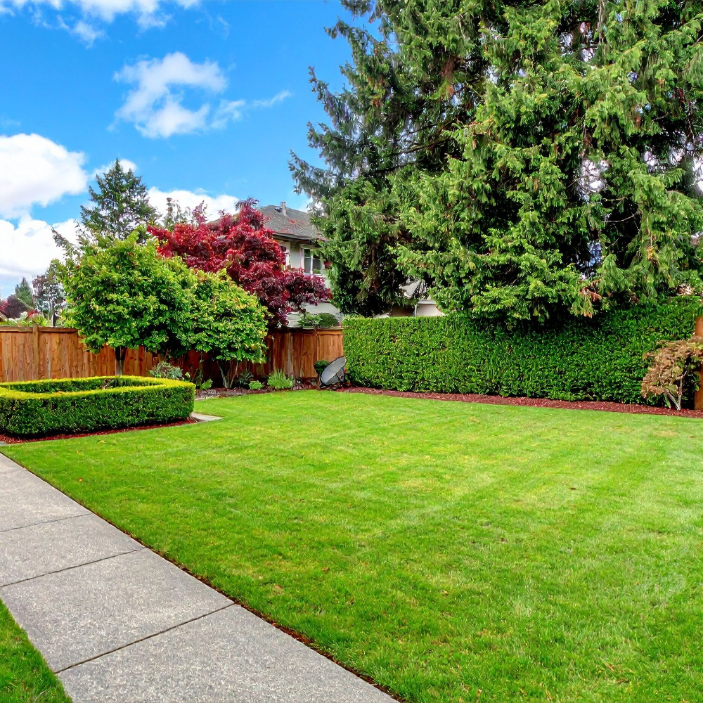 40000 Emerald Zoysia Grass Seed, Zoysia Emerald Grass Seeds for Lawn, Soft Texture and Drought Tolerant Grass Seed