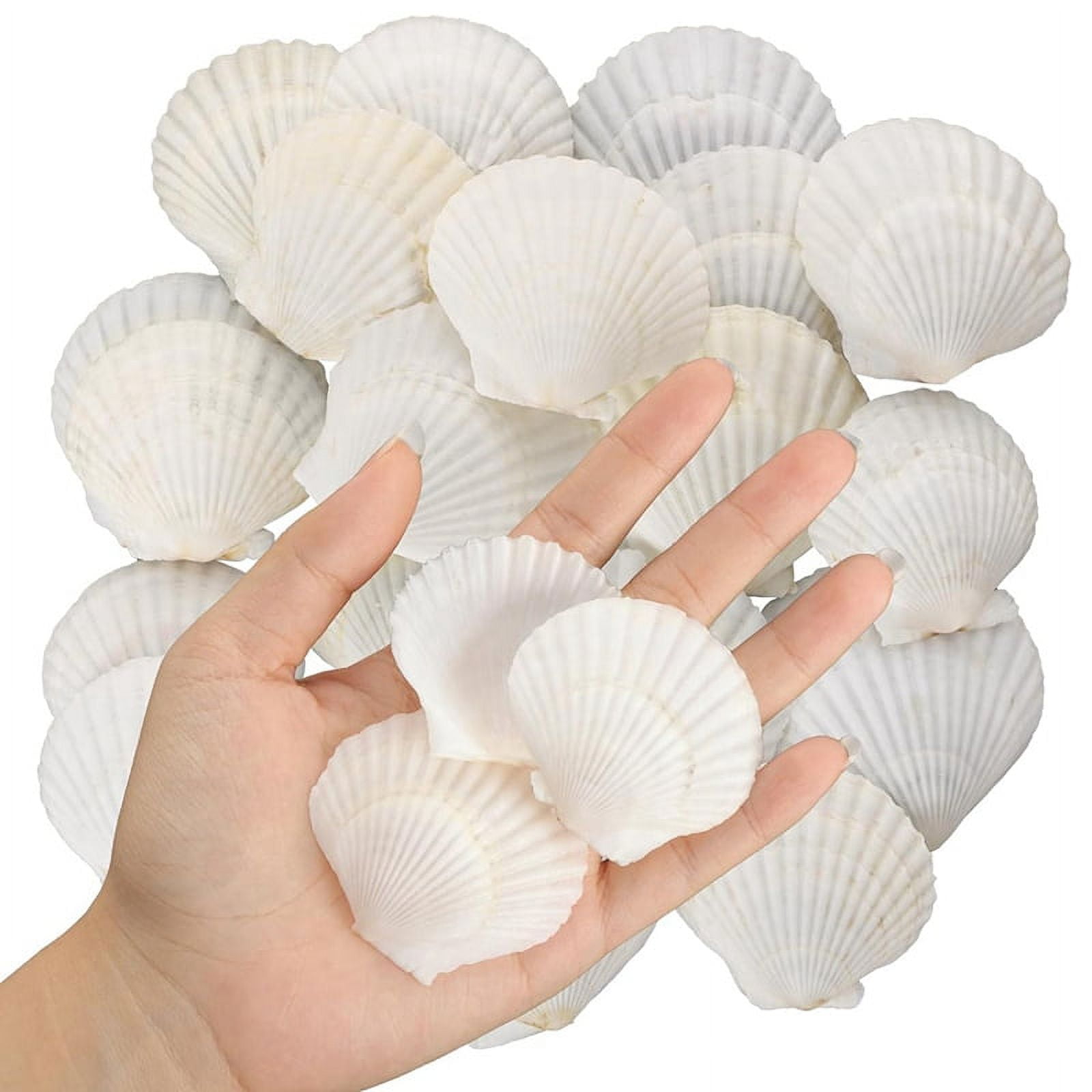40PCS Natural Scallop Shells 1.4-2.4inch White Small Sea for Crafts ...
