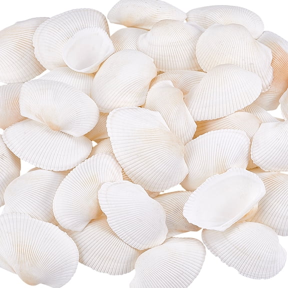 40Pcs Natural Shell for Aquarium Fish Ornaments Seashell Color 21~38x25~57x7.5~17mm