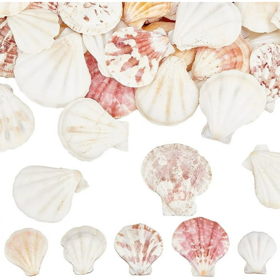 40Pcs Scallop Shell Decoration Natural Seashell Decor Small 1.42 to 1.5in Undrilled Summer Ocean Themed Beach Animals No Hole Bead Decor