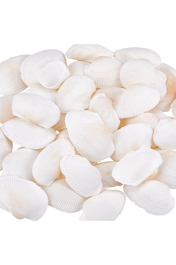 40pcs 1~2 inch Natural Scallop Shells No Hole/Undrilled Scallop Seashell Beach Cockle Seashells Charm Summer Sea Shell