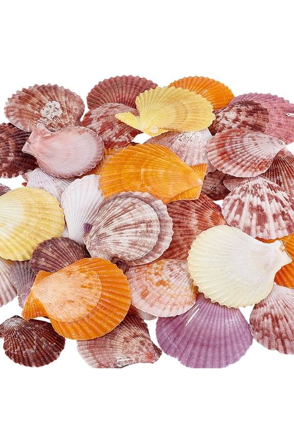 40pcs 1.5~2.6 inch Natural Scallop Shells No Hole/Undrilled Scallop Seashell Colorful Beach Seashells Charm Flat Summer Sea Shell