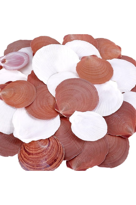 40pcs 2~3 inch Natural Scallop Shells Large Beach Seashells Charm No Hole/Undrilled Scallop Seashell Flat Summer Sea Shell for DIY