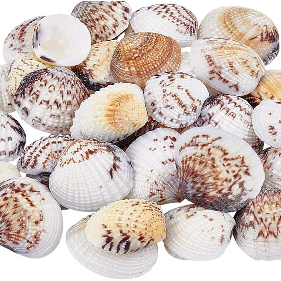 40pcs Natural Scallop Shells 0.8~1.4 inch No Hole/Undrilled Scallop Seashell Beach Seashells Charm Flat Summer Sea Shell for Beach Party Vase Fillers Aquarium Fish Jewelry Crafting