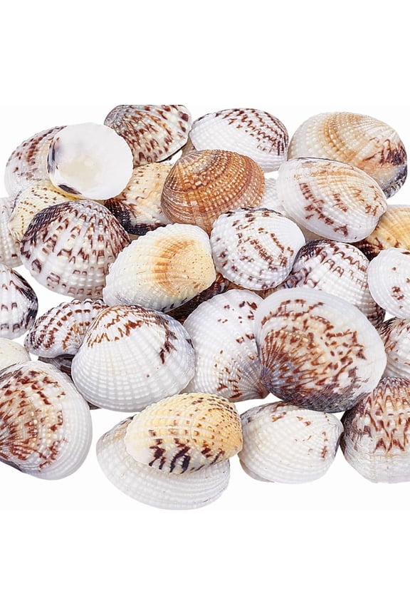 40pcs Natural Scallop Shells 0.8~1.4 inch No Hole/Undrilled Scallop Seashell Beach Seashells Charm Flat Summer Sea Shell