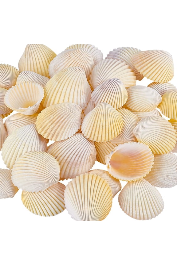 40pcs Natural Tiger Clam Sea Shells 1.2~2 inch No Hole/Undrilled Scallop Seashell Yellow Beach Seashells Charm Summer Sea Shell for DIY