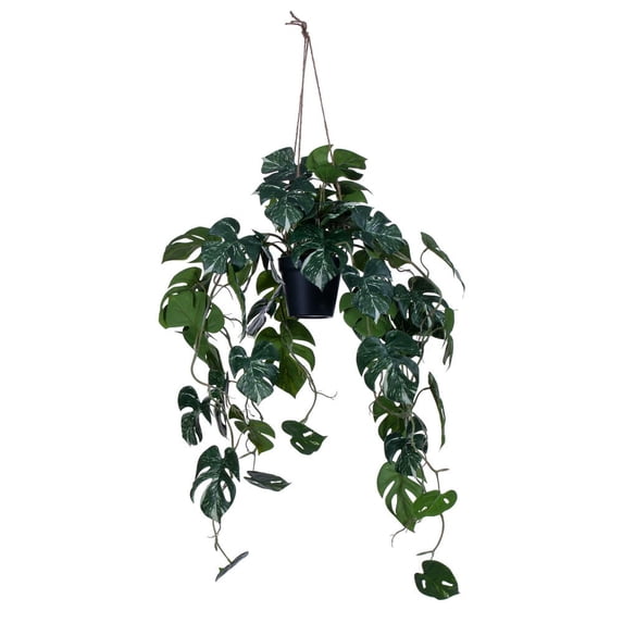41" Green Hanging Potted Monstera Plant