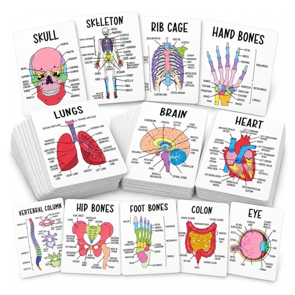 42 Pcs Human Anatomy Flashcards Set, Anatomy and Physiology Study Cards with 12 Bone Anatomy Flashcards, Visual Learning Guide for Nursing & Medical Students