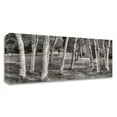thumbnail image 1 of 42"x14" Birch Trees No.1 by Alan Blaustein Wall Art Print on Canvas Fabric White, 1 of 3