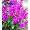 thumbnail image 1 of 420 Salvia splendens Seeds Scarlet Sage Lamiaceae Mixing Color Dwarf Flower Native, 1 of 11