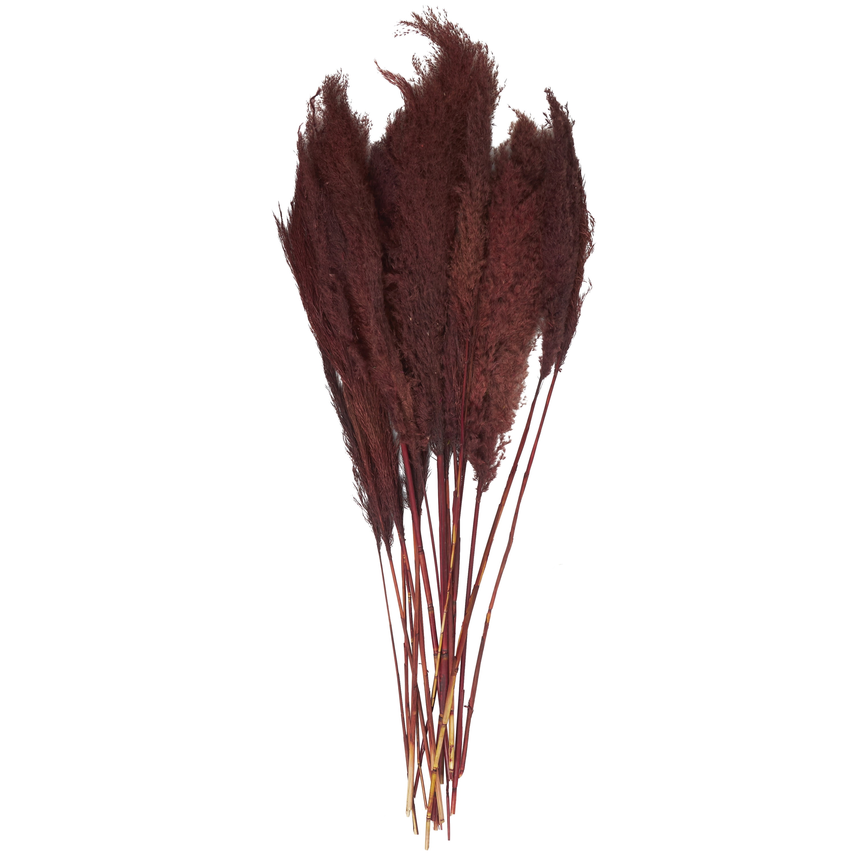 43" Dried Plant Natural Foliage Pampas Grass Bouquet with Long Stems, by DecMode
