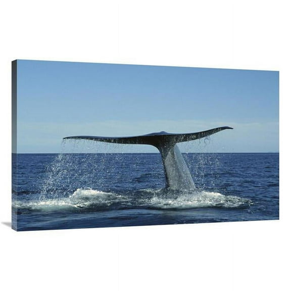 44 in. Blue Whale Raising Fluke for Deep Dive, Sea of Cortez, Baja California, Mexico Art Print - Tui De Roy