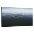 thumbnail image 1 of 44 in. Bottlenose Dolphin Surfacing to Breath, Australia Art Print - Flip Nicklin, 1 of 1