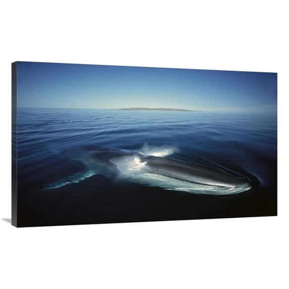 44 in. Fin Whale At Winter Feeding Grounds, Sea of Cortez, Baja California, Mexico Art Print - Tui De Roy