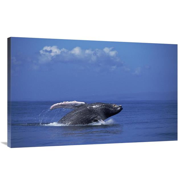 44 In. Humpback Whale Breaching, Maui, Hawaii Art Print - Flip Nicklin 