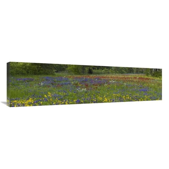 44 in. Sand Bluebonnet, Drummonds Phlox & Tickseed, Texas Art Print - Tim Fitzharris