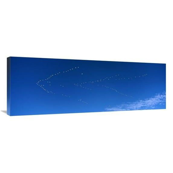 44 in. Snow Goose Flock Migrating, Bosque Del Apache NWR, New Mexico Art Print - Konrad Wothe