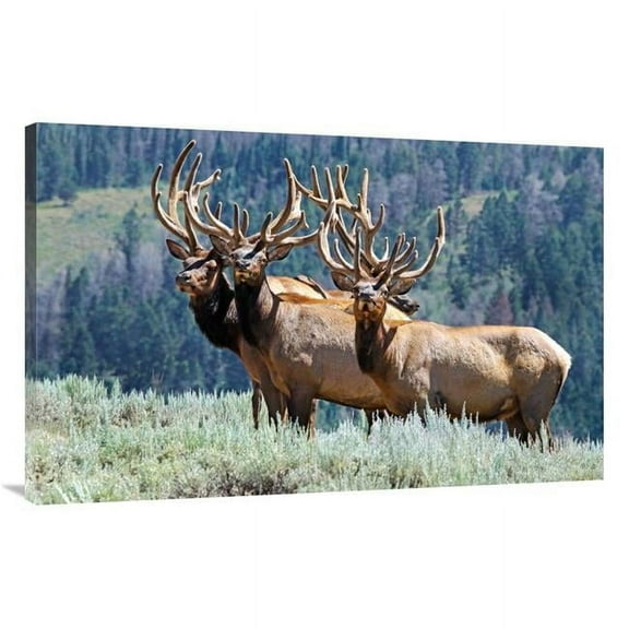 44 in. Summer Velvet Art Print - Vic Schendel