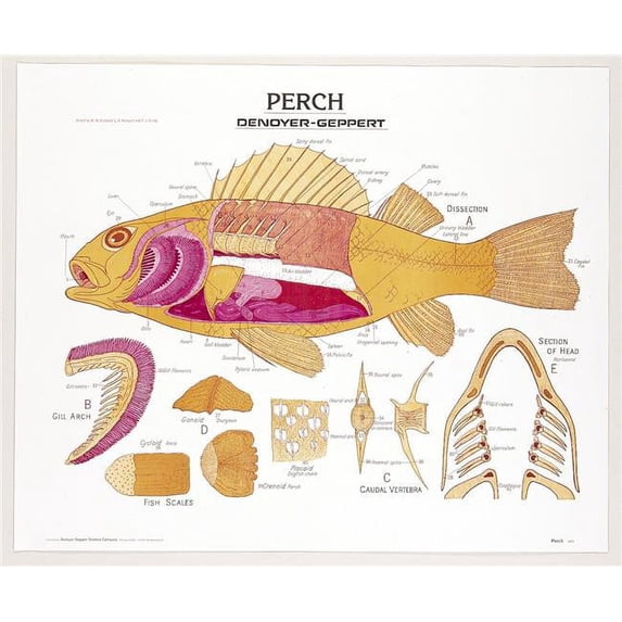 44 x 36 in. Perch Biology Poster