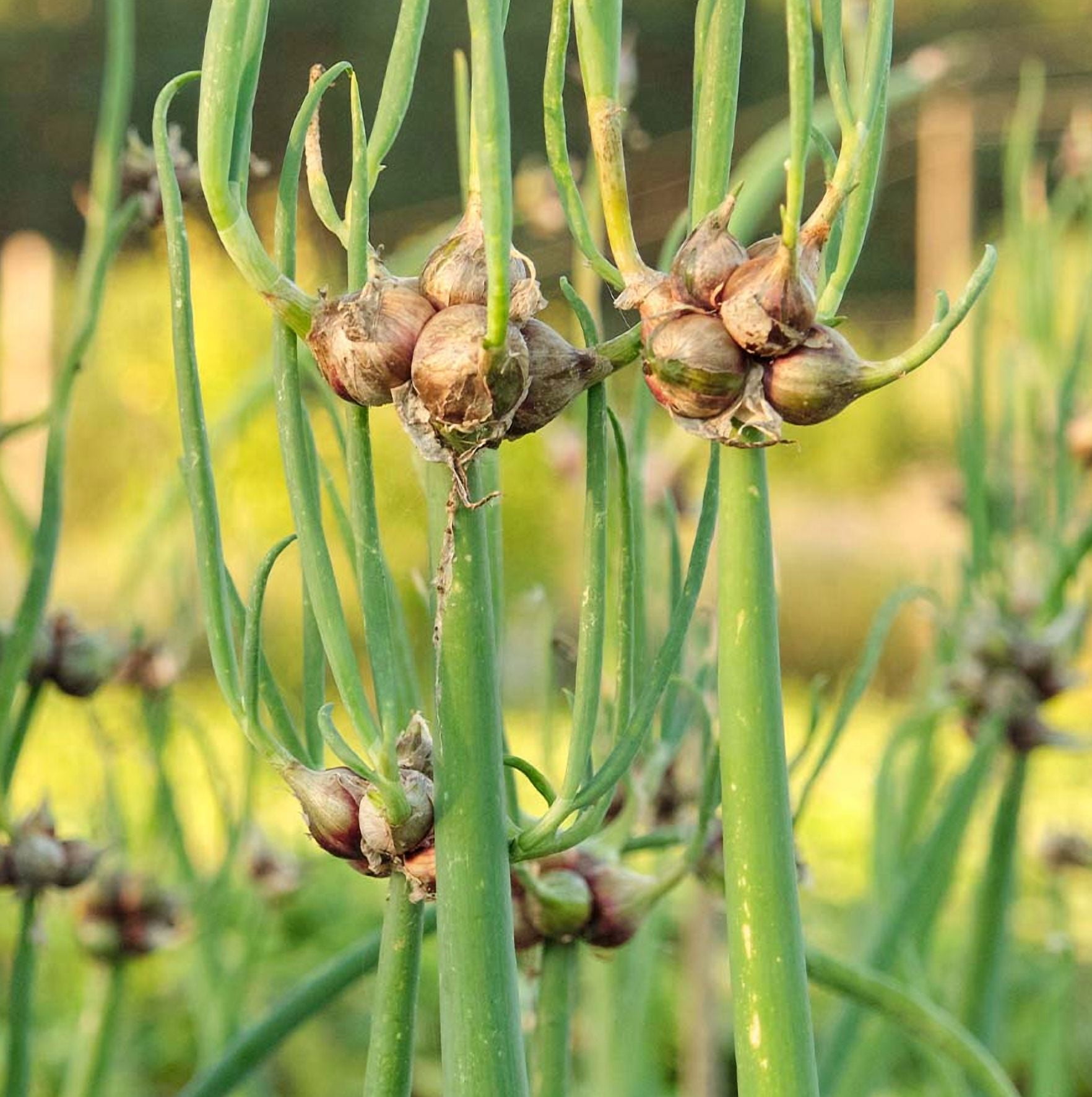 45 Egyptian Walking Onion Bulbs for Planting, Tree Onion Small Topsets ...