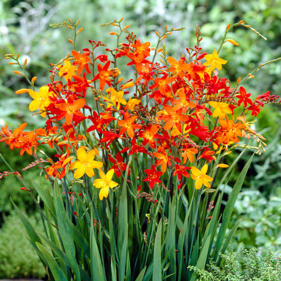 45 Mixed Crocosmia Bulbs for Planting, Montbretia Tubers Colorful Crocosmia  Crocosmiiflora Corms - Beautiful Garden Spring Summer Flowering Perennial