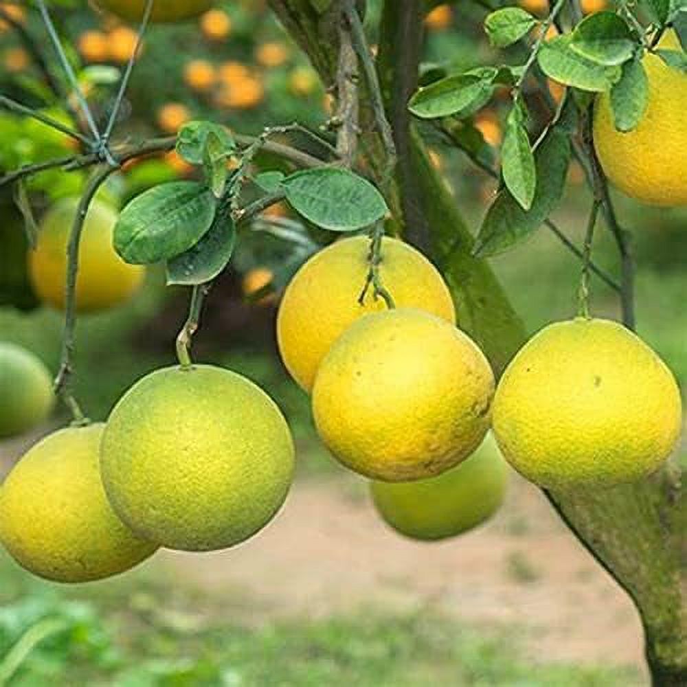 45 Seeds Red Shaddock Pomelo, Pummelo,Chinese Grapefruit Fruit Tree