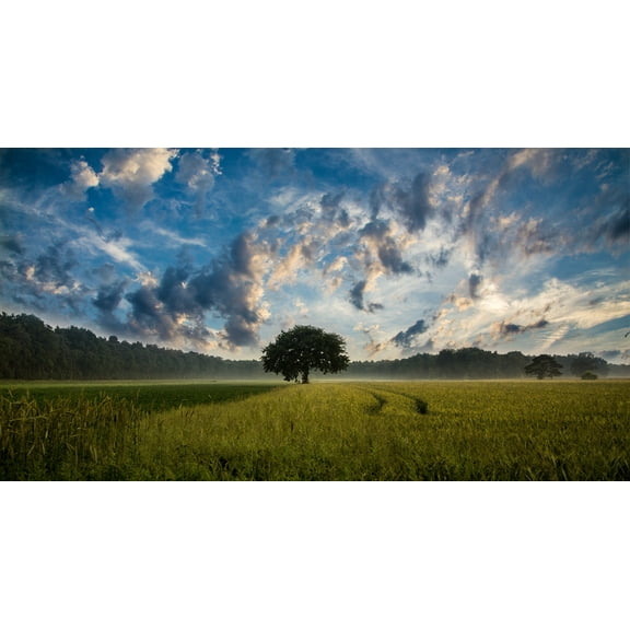 45"x24" Photographic Print Poster Tree Field Cornfield Nature Landscape Sky Clouds
